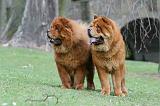 CHOW CHOW 748